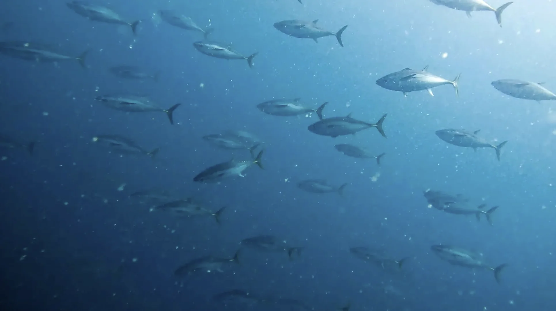 School of fish underwater